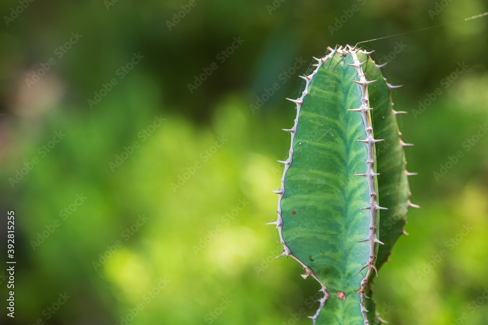 Top of cactus with spines against blurred background Top of cactus with spines against blurred background
