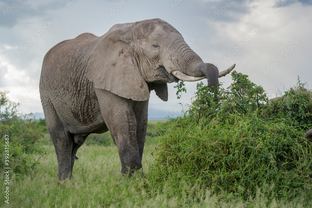 African elephant (Loxodonta africana) bull, feeding on acacia bush, Amboseli national park, Kenya.