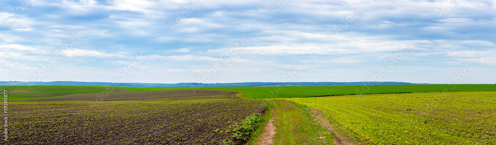 Panorama of a spring field with young greenery and a dirt road in early spring Panorama of a spring field with young greenery and a dirt road in early spring