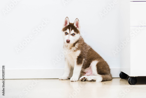 Fotomurale siberian husky puppy