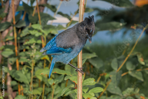 Steller’s Jay (Cyanocitta stelleri) in coniferous forest, Anchorage, Alaska, USA photo