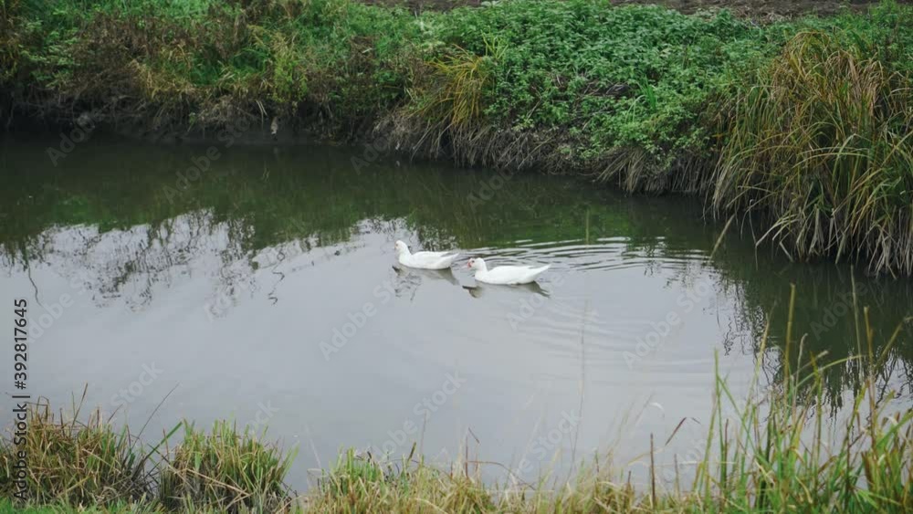 White young ducks swim and bathe along the river stream White young ducks swim and bathe along the river stream