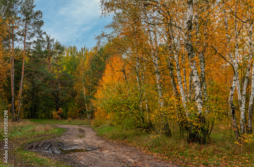 Beginning of autumn. The trees are painted in bright autumn colors. Beauty of nature. Hiking. © Mykhailo