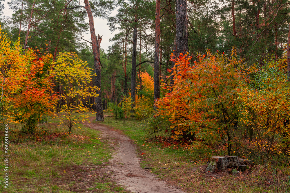 Naklejka premium Beginning of autumn. The trees are painted in bright autumn colors. Beauty of nature. Hiking.
