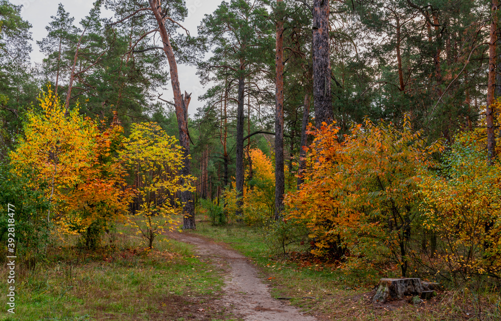 Beginning of autumn. The trees are painted in bright autumn colors. Beauty of nature. Hiking. Beginning of autumn. The trees are painted in bright autumn colors. Beauty of nature. Hiking.