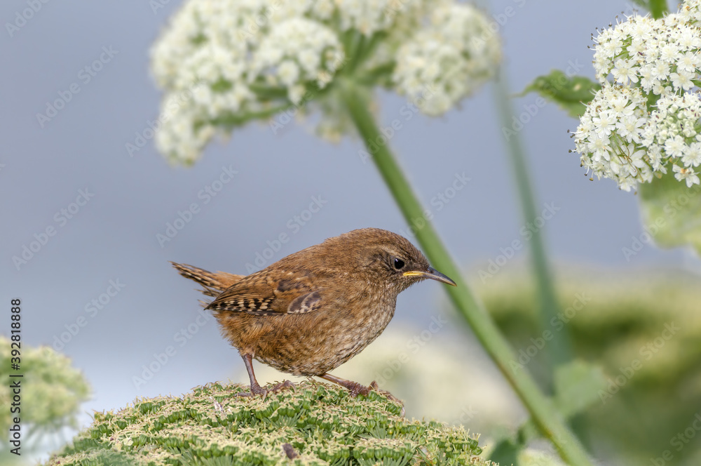 Pacific Wren (Troglodytes pacificus) fledgling at Chowiet Island, Semidi Islands, Alaska, USA Pacific Wren (Troglodytes pacificus) fledgling at Chowiet Island, Semidi Islands, Alaska, USA