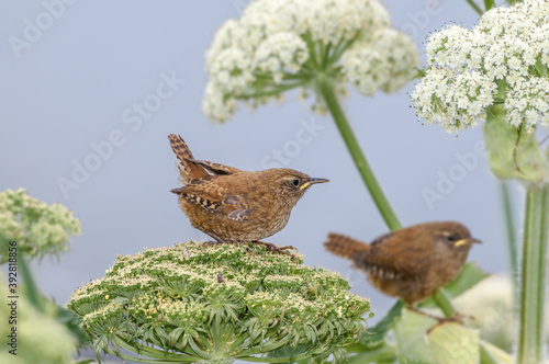 Pacific Wren (Troglodytes pacificus) fledgling at Chowiet Island, Semidi Islands, Alaska, USA photo