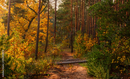 The beginning of the day. Morning. The trees are painted in bright autumn colors. Beauty of nature. Hiking. © Mykhailo