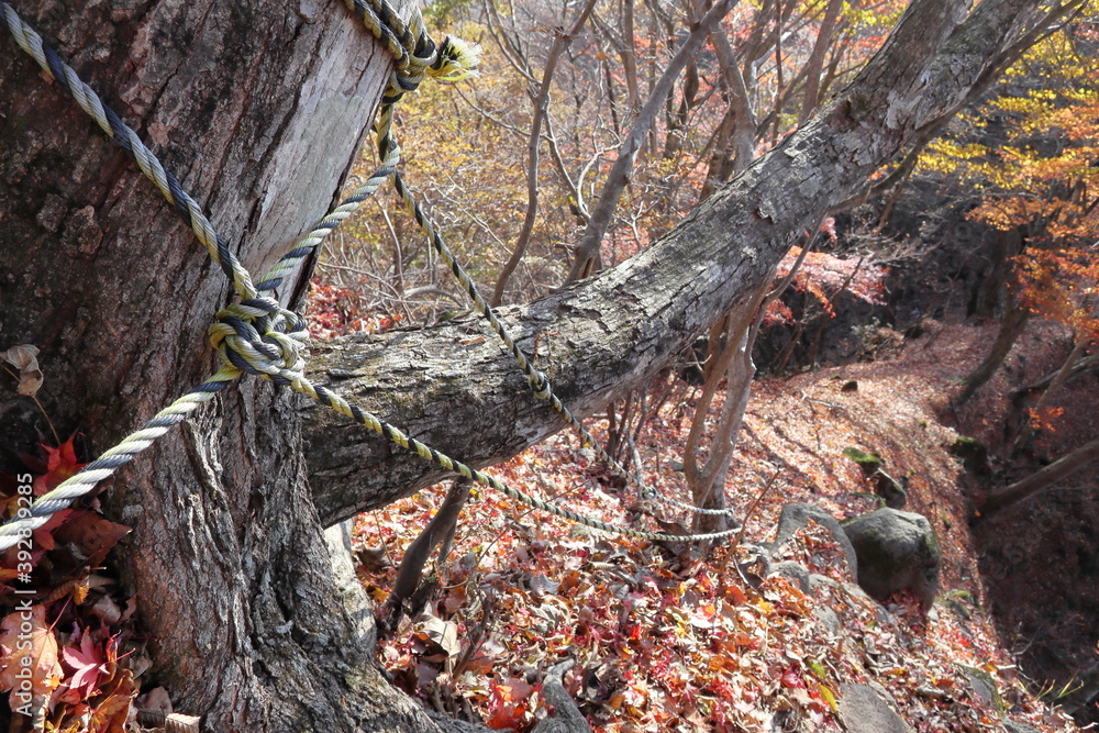 登山道のロープ場 (秋/紅葉) 登山道のロープ場 (秋/紅葉)
