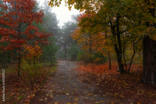Foggy autumn morning. The trees are painted in bright autumn colors. Beauty of nature. Hiking.