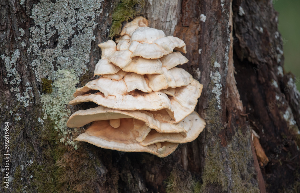 Laetiporus sulphureus. Mushroom growing on a tree, found in Europe and North America. Laetiporus sulphureus. Mushroom growing on a tree, found in Europe and North America.