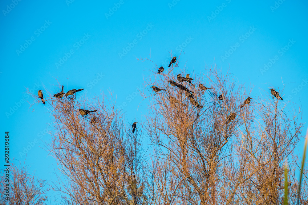 Great tailed Grackles in Lake Havasu, Arizona Great tailed Grackles in Lake Havasu, Arizona