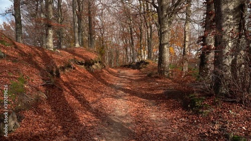 Forest track in autumn, Tuscany, Italy photo