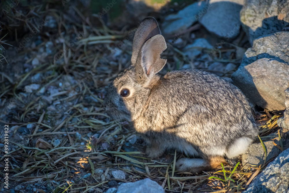 Fototapeta premium A brown Swamp Rabbit in Lake Havasu, Arizona