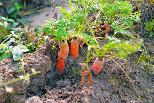 carrots on the ground