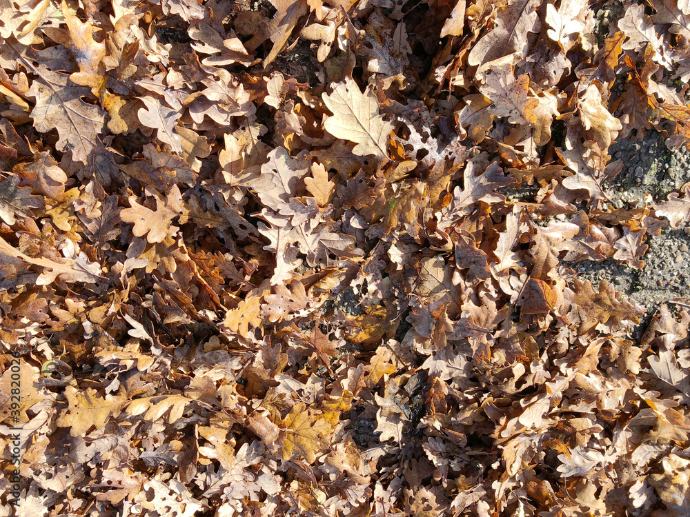 fallen oak leaves in the garden in autumn fallen oak leaves in the garden in autumn