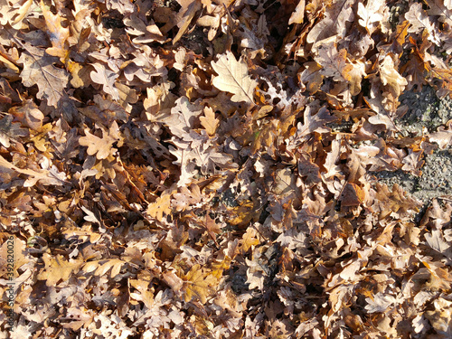 fallen oak leaves in the garden in autumn