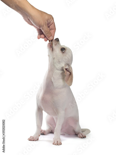 cute little chihuahua dog sitting up to look at the hand holding a snack, Feed the dog