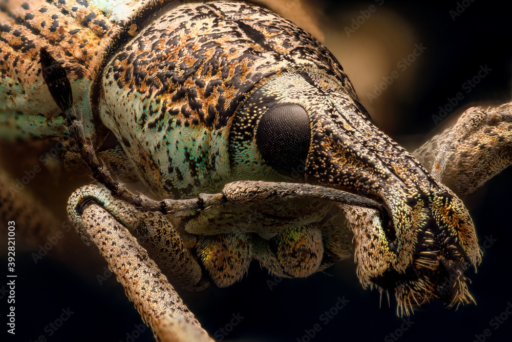 INSECTA Coleoptera Curculionidae en focus stacking INSECTA Coleoptera Curculionidae en focus stacking
