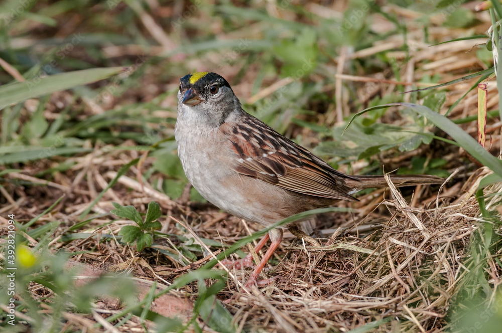 Golden-crowned Sparrow (Zonotrichia atricapilla) at Chowiet Island, Semidi Islands, Alaska, USA Golden-crowned Sparrow (Zonotrichia atricapilla) at Chowiet Island, Semidi Islands, Alaska, USA