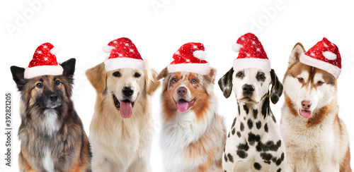 Fototapeta Naklejka Na Ścianę i Meble -  Five cute christmas dogs with santa hat isolated