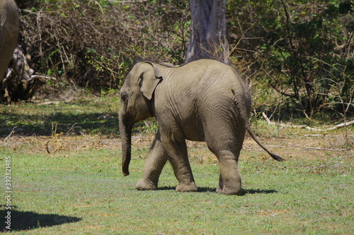 baby sri lankan elephant in yala national park