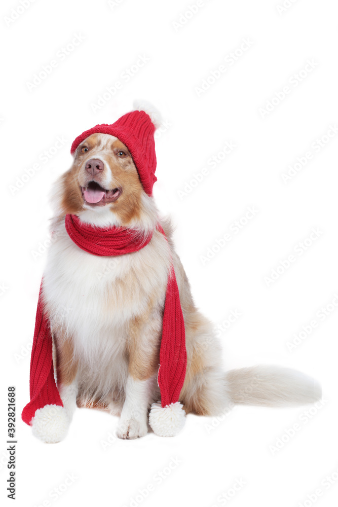 Cute dog with christmas costume