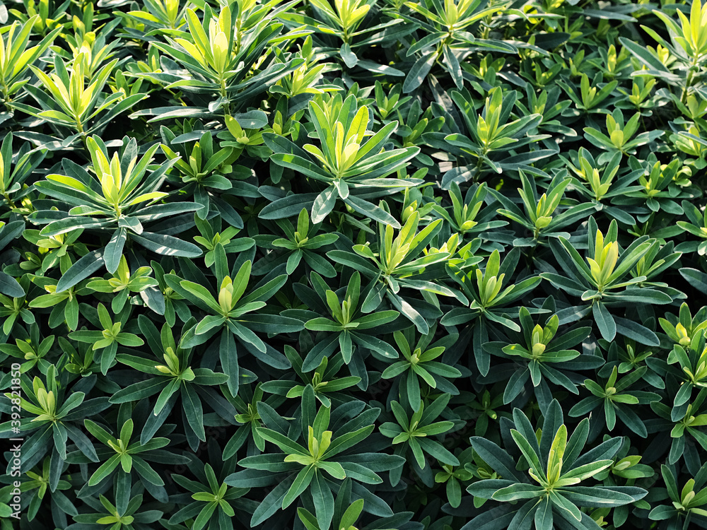 Background of green plants, Bush, summer