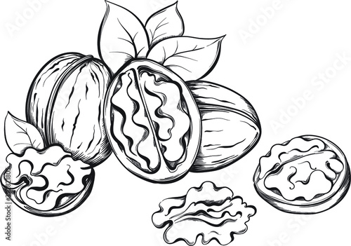 Walnut. Hand drawn sketches vector illustration on white background in vintage style.