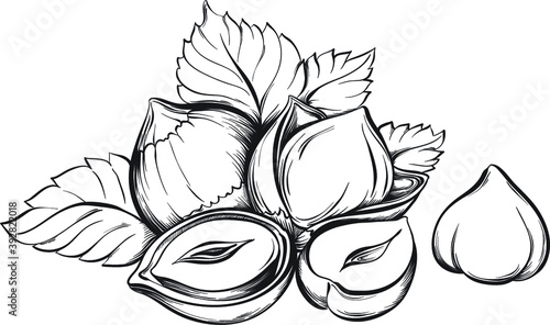 Hazelnuts. Hand drawn sketches vector illustration on white background in vintage style.
