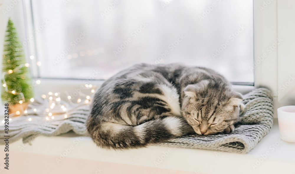 Scottish fold cat sleeps on a windowsill on a winter day - obrazy, fototapety, plakaty 