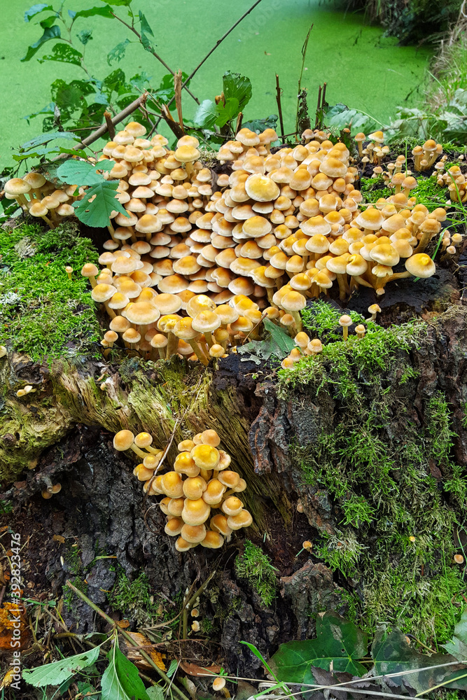 Sulphur Tuft mushrooms (Hypholoma fasciculare) on dead tree stump Sulphur Tuft mushrooms (Hypholoma fasciculare) on dead tree stump