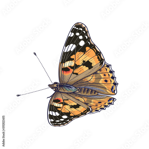 Vector Colorful Painted Lady Butterfly