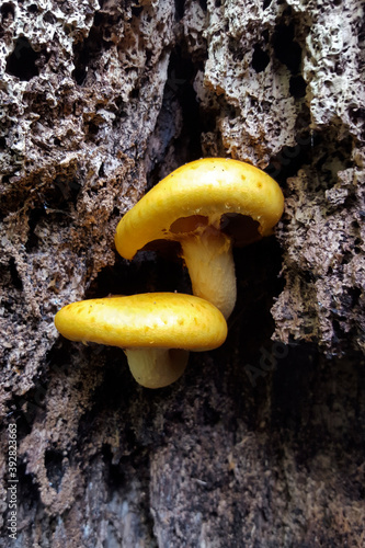 Mushroom Pholiota adiposa s.l. growing groove of dead poplar photo