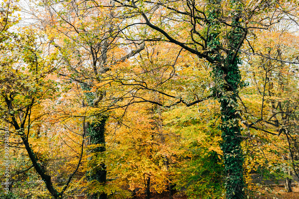View of a beautiful autumn leaves on the trees in the forest