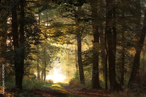 A forest path among oak trees on a misty autumn morning © Aniszewski