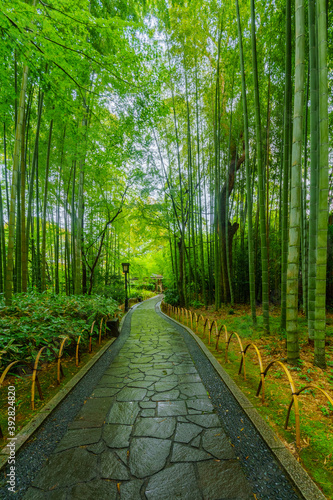 Small bamboo forest  in Shuzenji