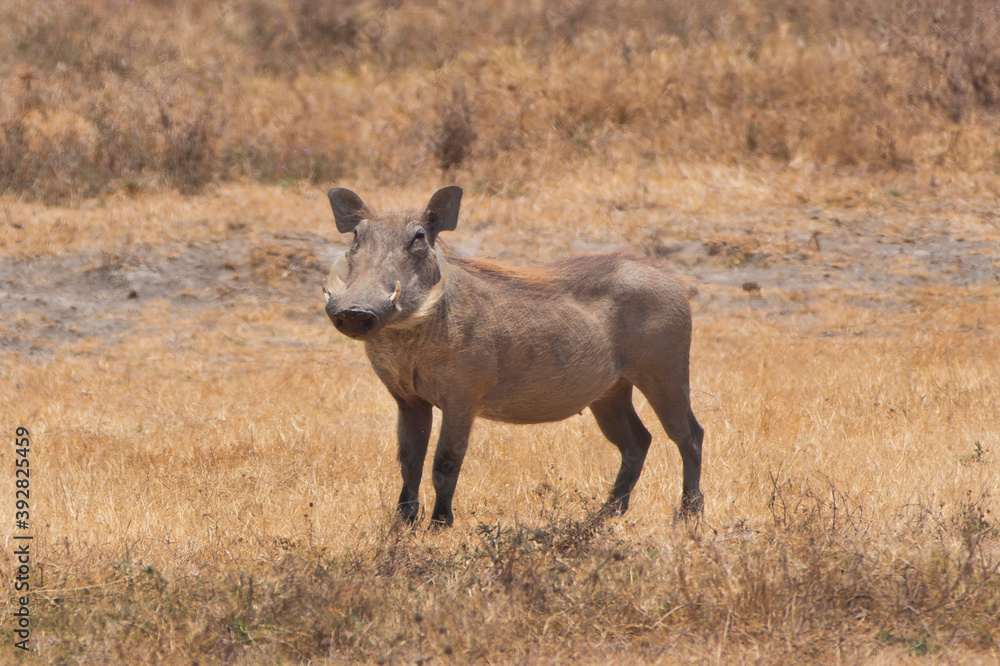 Warthog in Tanzania Africa photo Warthog in Tanzania Africa photo