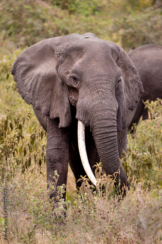 African Elephant Portrait in Tanzania 