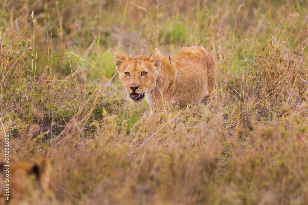 Lion cub in the grass Serengeti Tanzania Lion cub in the grass Serengeti Tanzania