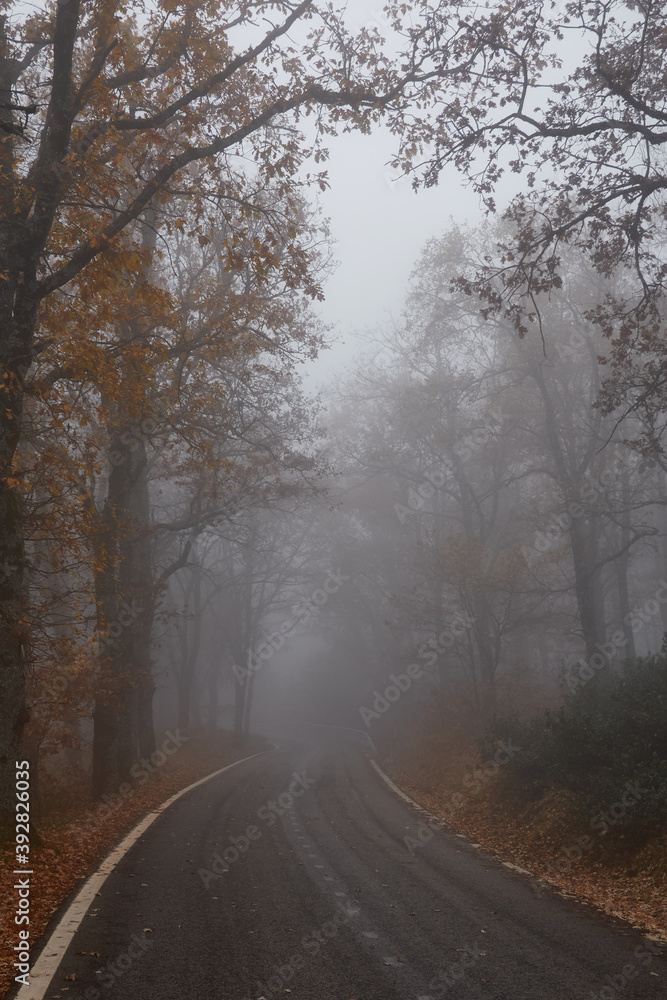 Oak trees in autumn among the mist in the Sierra de Guadarrama National Park in the Community of Madrid. Spain Oak trees in autumn among the mist in the Sierra de Guadarrama National Park in the Community of Madrid. Spain