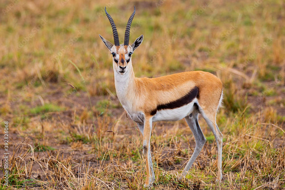 Gazelle in the middle of Africa portrait 