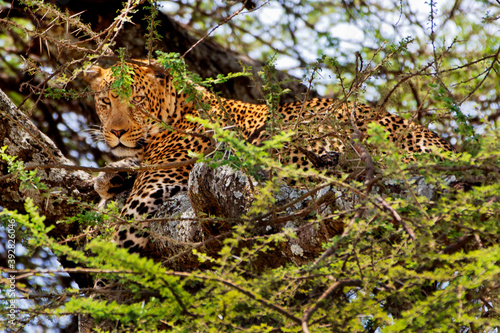 Leopard in tree in Africa Tanzania 