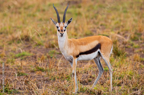 Gazelle in the middle of Africa portrait 
