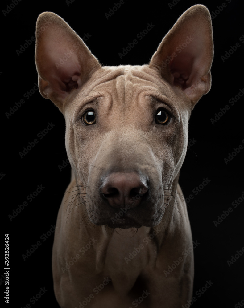 nice dog on a black background. portrait Thai ridgeback in studio