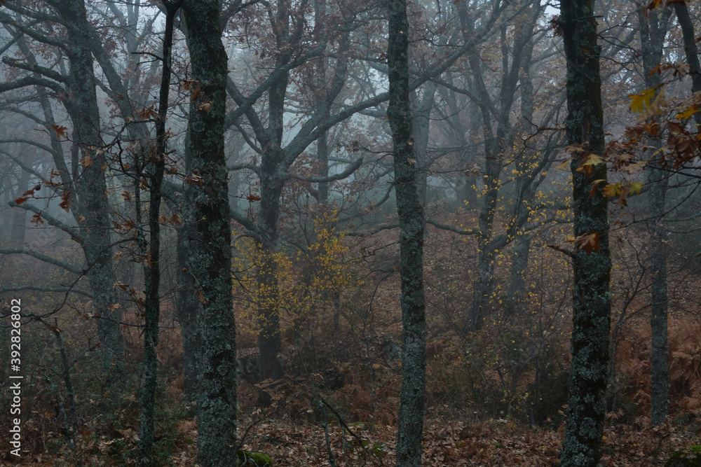 Oak trees in autumn among the mist in the Sierra de Guadarrama National Park in the Community of Madrid. Spain