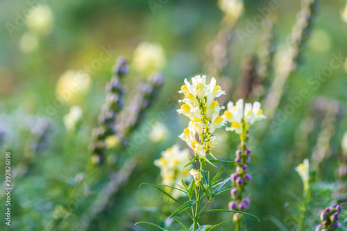 Field of Yellow toadflax flowers or Linaria vulgaris flowers photo