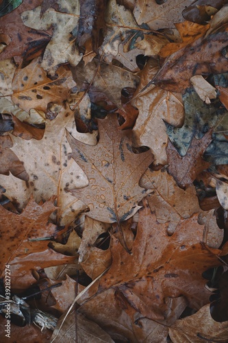 brown leaves with drops, rainy days in autumn season, autumn leaves and autumn colors