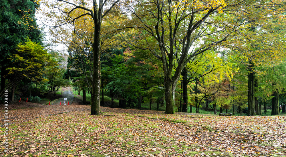 樹木公園の晩秋の風景 樹木公園の晩秋の風景