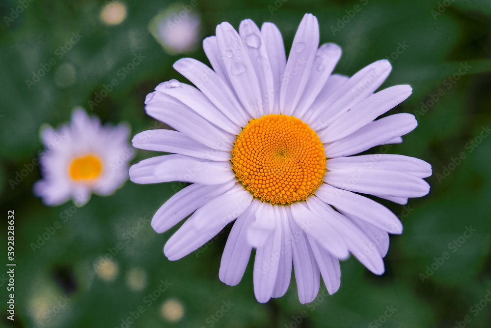 Close-up camomile flower top view on blurred natural background. Close-up camomile flower top view on blurred natural background.